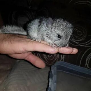Шиншилле месяц