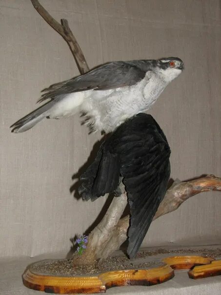 Изготовление чучел птицы. Чучело птиц на стену. Чучела птиц мелкие. Изготовление чучел птицы. Чучело птицы.