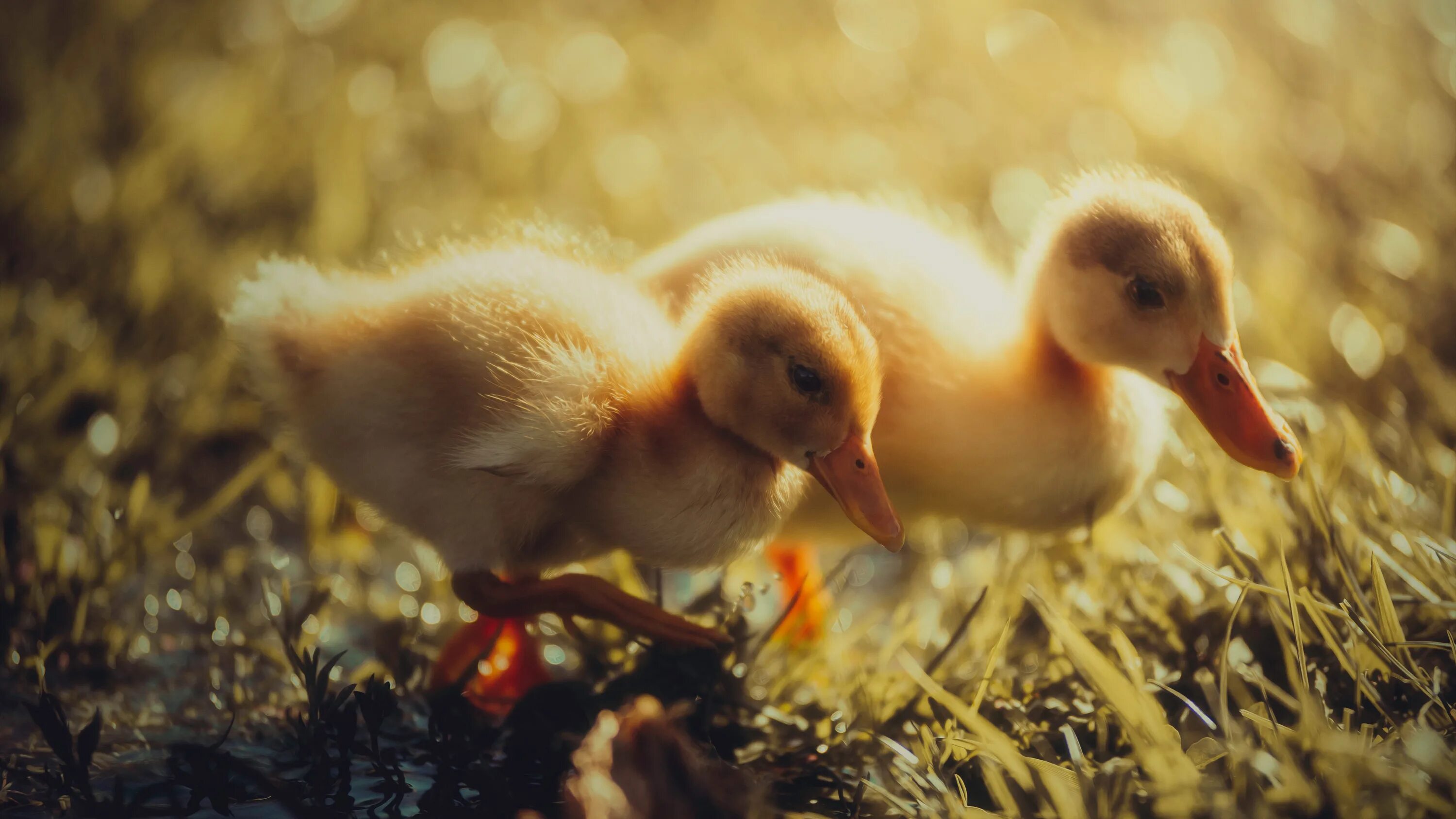 утка рабочий стол. утка рабочий стол. утка рабочий стол. милая утка. обои с уткой.