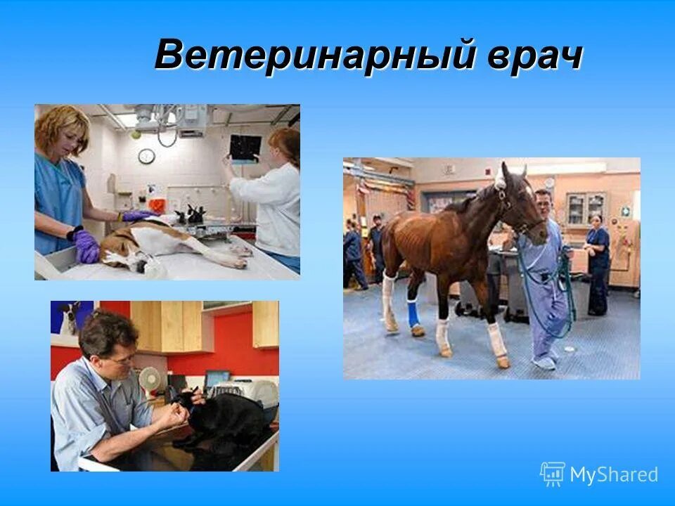 Один день в профессии ветеринар. Профессия ветеринар. Профессия ветеринар презентация. Профессия врач ветеринар. Презентация на тему Ветеринария.