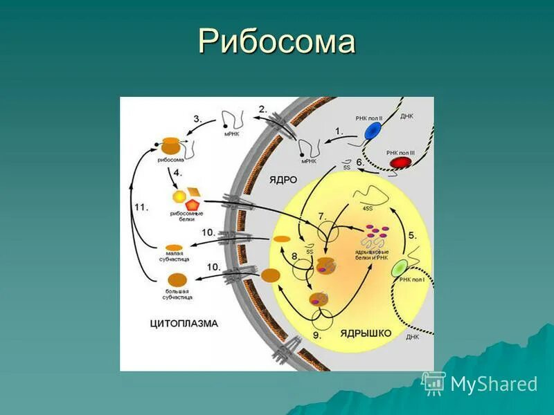 На рисунке изображен процесс метаболизма эукариотической клетки. Формирование рибосом. Сборка рибосом происходит в.