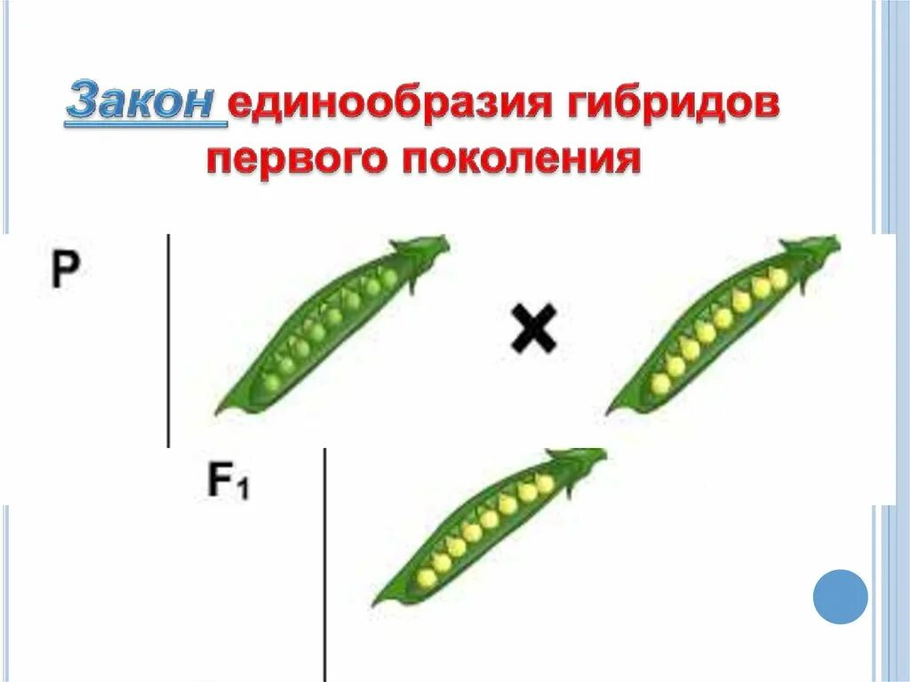 Первое правило гибридов первого поколения. Первый закон единообразия гибридов первого поколения. Закон единообразия гибридов первого. Закон единообразия первого поколения. Единообразие гибридов первого поколения.
