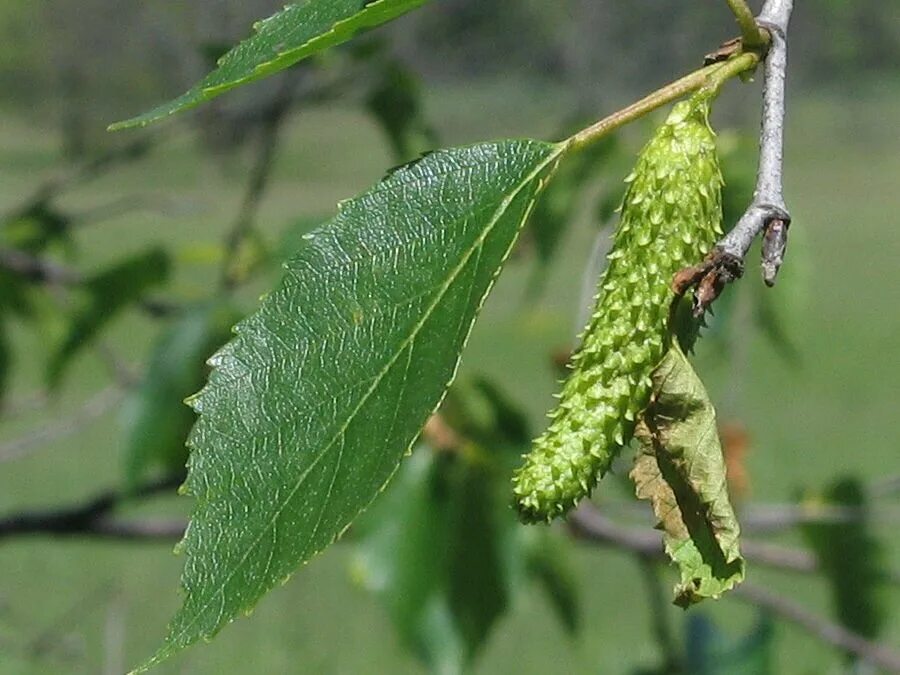 Березовые почки фото. Березовые почки бруньки. Betula papyrifera. Береза повислая почки. Береза повислая почки сырье.