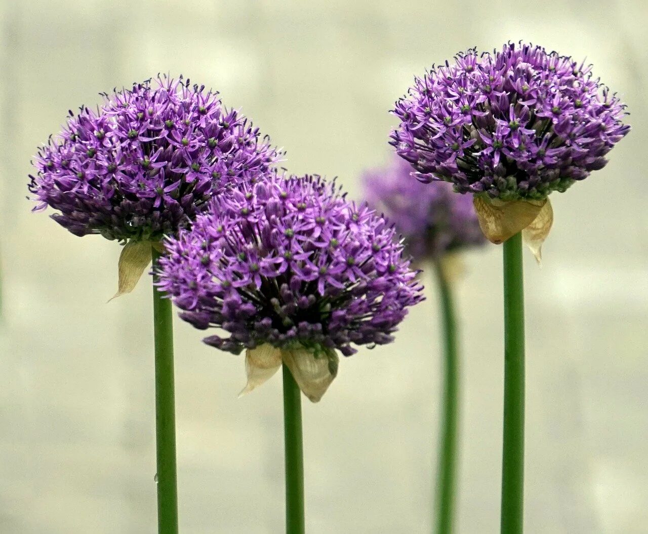 аллиум gladiator. луковичные аллиум. лук цветок. аллиум гладиатор растение. лук цветок.