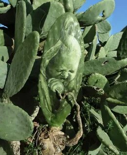 Plant 2017