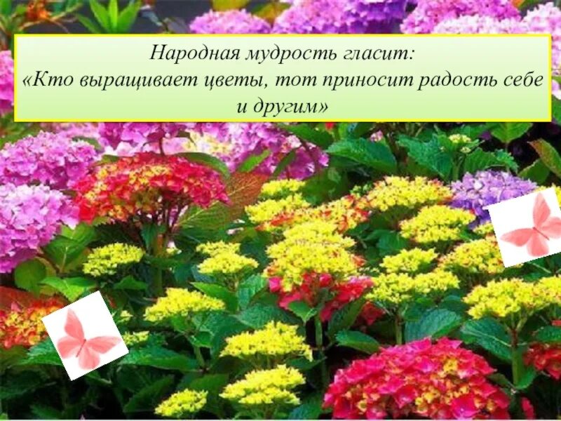 У меня в садочке. Кто выращивает цветы. Спасибо васенька. Самые красивые кто растит цветочки песня плюс. Кто выращивает цветы профессия.
