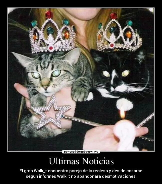 Кошечки королевы. Кот в короне. Котик с короной. Черный кот в короне. Кошка Королева.