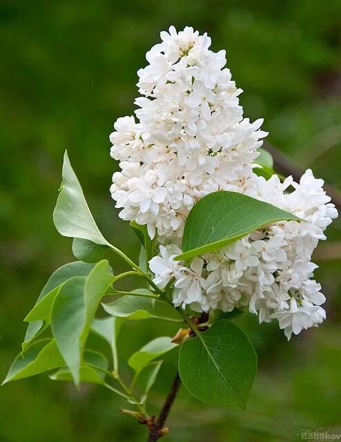 Как выглядит белая сирень Free Images : blossom, white, leaf, flower, petal, bloom, produce, botany, close