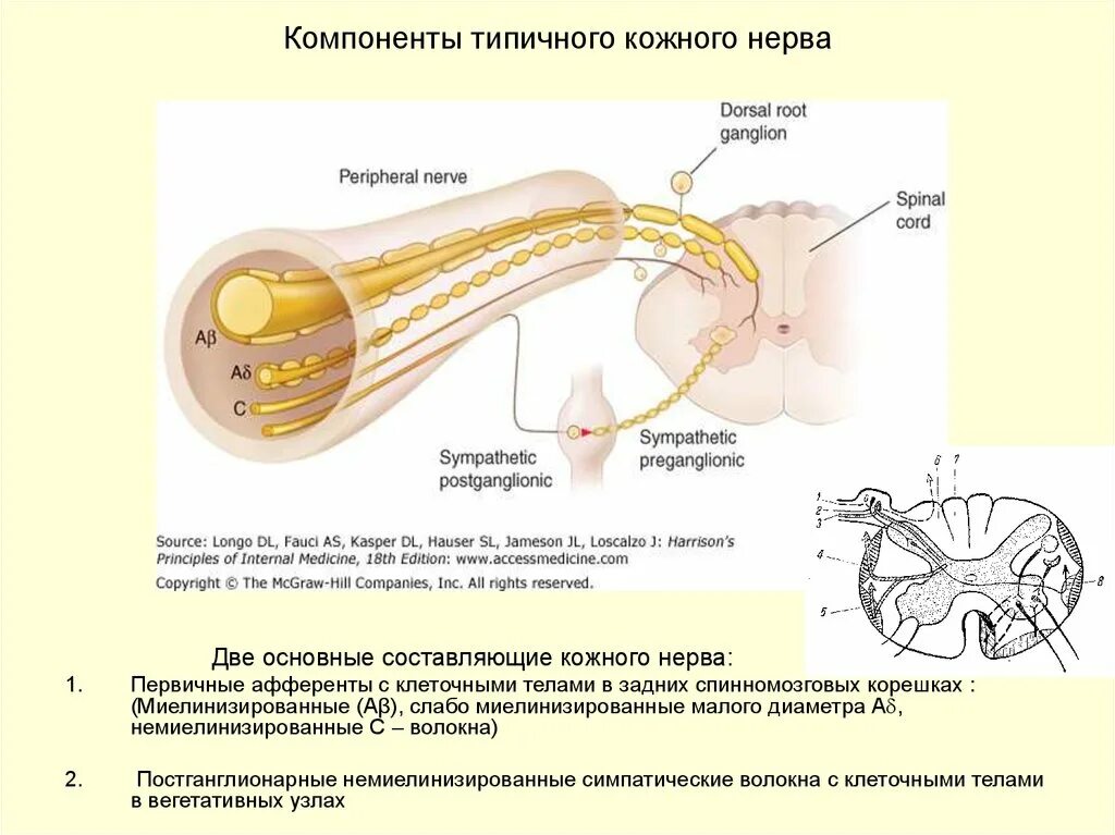 Кожно нервные. Нерв кожи. Немиелинизированные волокна. Постганглионарные симпатические волокна. Кожные нервы.