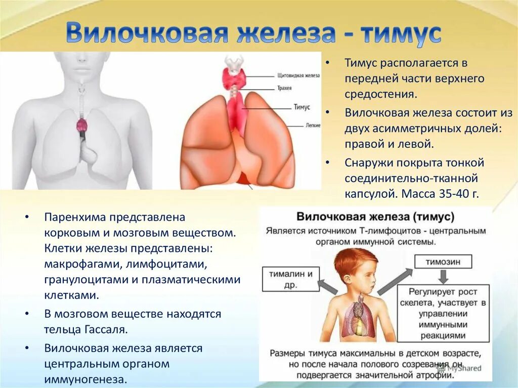 Иммунный орган тимус. Типусвилочковая железа. Тимус вилочковая железа.