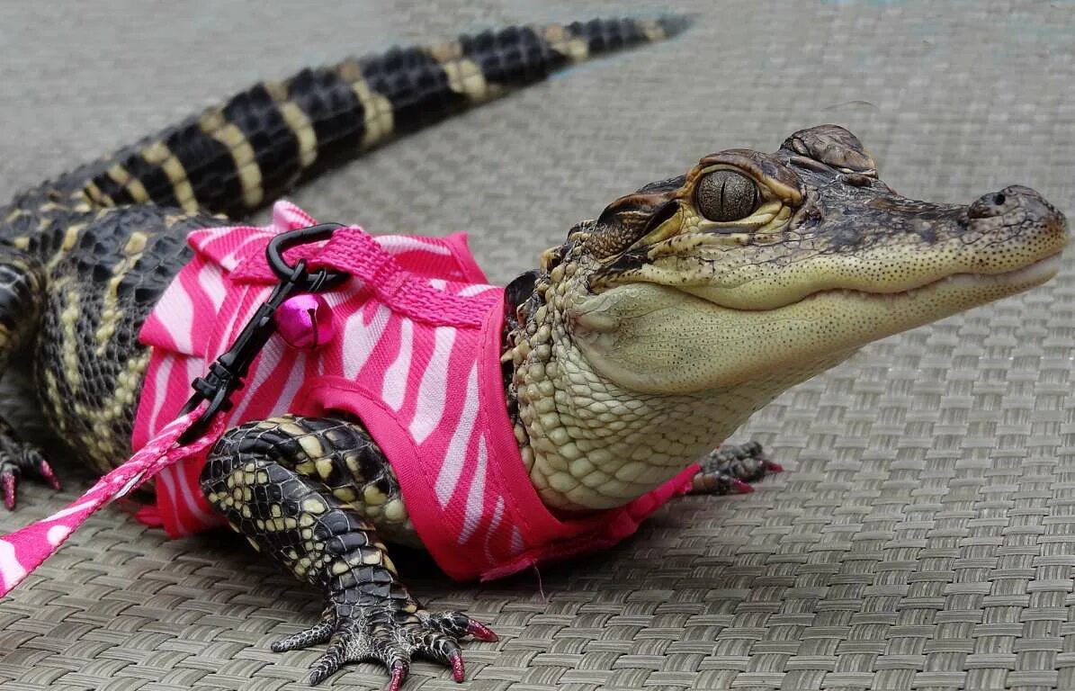 крокодил домашнее животное. домашний крокодил. домашний крокодильчик. домашний крокодильчик. карликовый крокодил домашний.