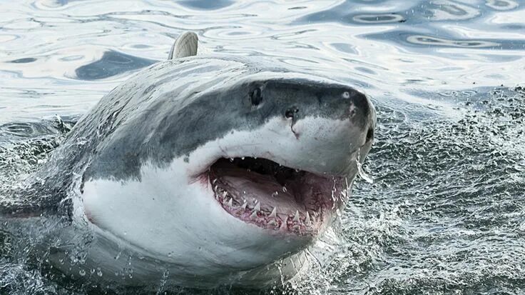 Pin by Amber Weitzel on Project 1 Shark pictures, Great white shark, Shark