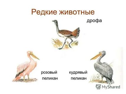 Растения и животные красной книги краснодарского края