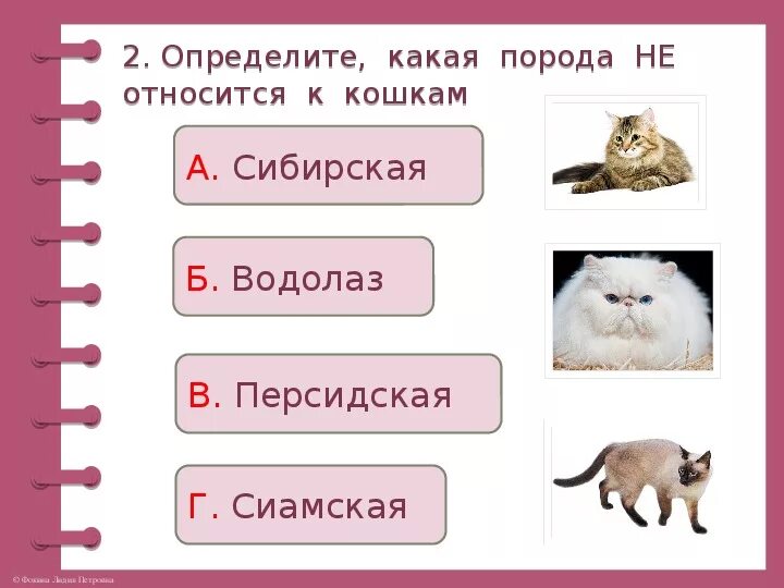 Тест про котов. Кошачьи задания. Породы кошек задания. Породы кошек задания для детей.