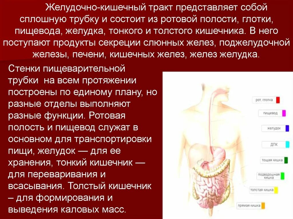 В состав какой системы входит пищевод. Пищеварительная система желудок. Физиология пищеварительной системы. Железы желудочно кишечного тракта. Желудочно кишечный тракт.