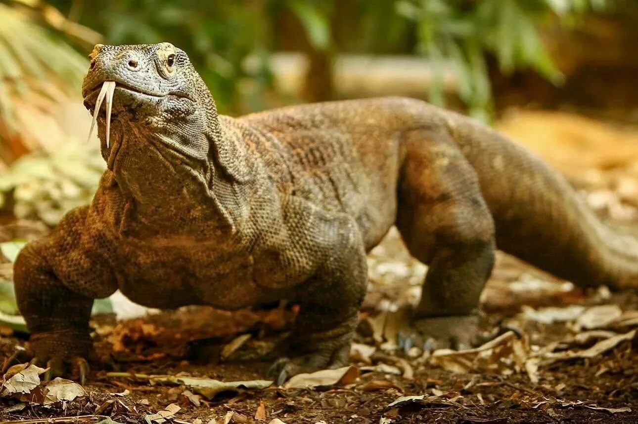 Динозавры это ящеры. Комодский Варан. Комодский Варан дракон. Комодский Варан острова Комодо. Гигантский Комодский Варан.