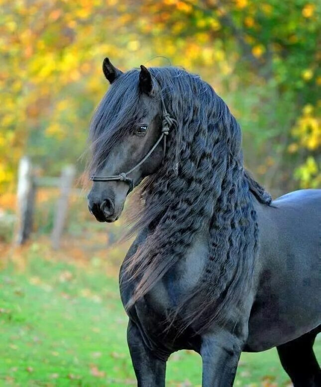 Про лошадей красивый. Фриз Фризская лошадь. Лошади фризской породы черная Жемчужина. Пегая Фризская лошадь.