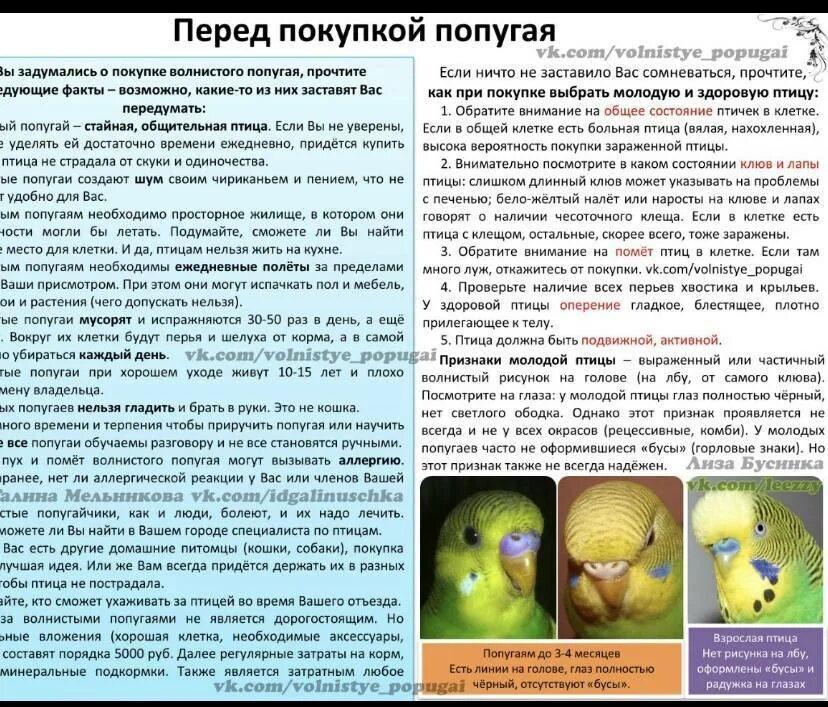 Что делать после покупки попугая. Волнистик доминантный пестрый. Домик для попугаев волнистых. Фото волнистых попугайчиков. Что делать после покупки попугая.