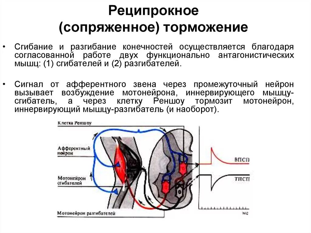 Сопряженное торможение спинальных рефлексов. Реципрокное торможение схема. Реципрокное торможение в ЦНС схема. Реципрокное торможение мышц антагонистов.