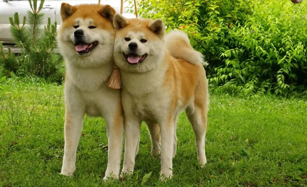 Чем отличается акита от сиба. Акита и сиба ину. Порода собак Акита сиба ину. Японская Акита и сиба ину. Японские породы собак Акита и сиба.