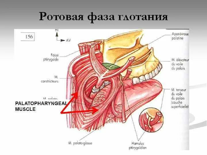 Акт глотания мышцы. Акт глотания мышцы