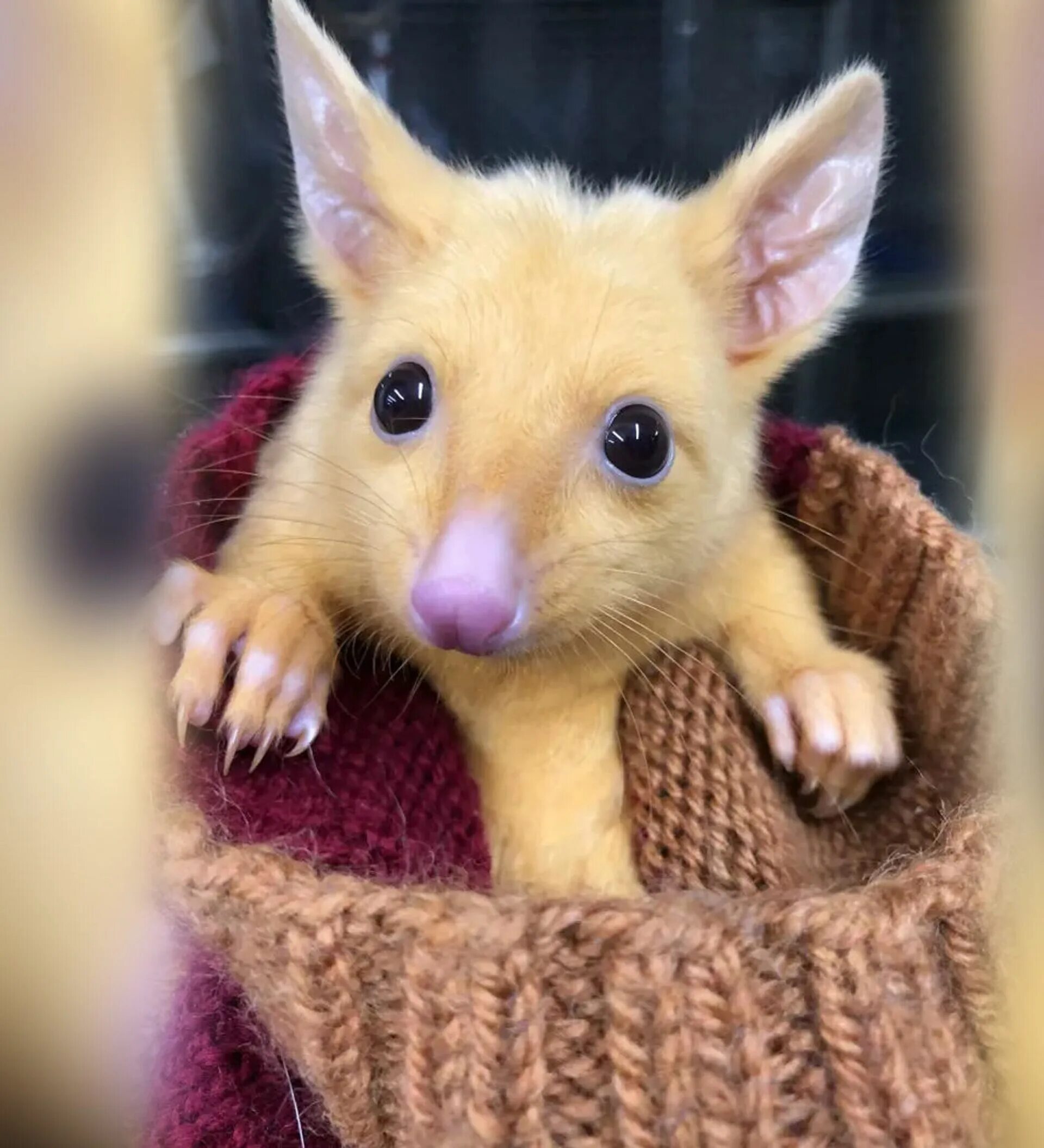 волосатый слоненок. гнездовик животное. гаитянский щелезуб (solenodon paradoxus). гнездовики животные в реальности. гаитянский щелезуб.
