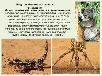 Адаптация к наземно