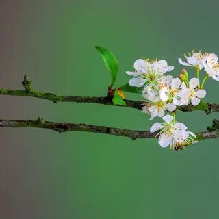 Цветущие веточки