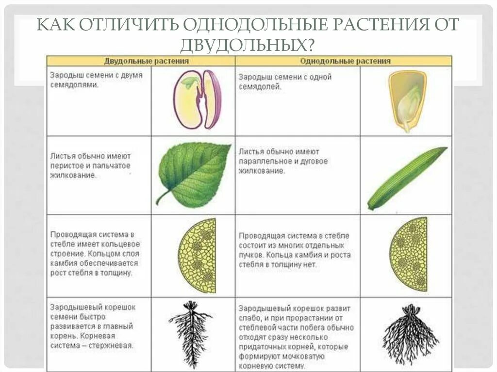 Как отличить растения. Признаки однодольных и двудольных растений. Однодольные и двудольные растения таблица. Однодольныее двыудольные растеня. Различия однодольных и двудольных растений таблица.