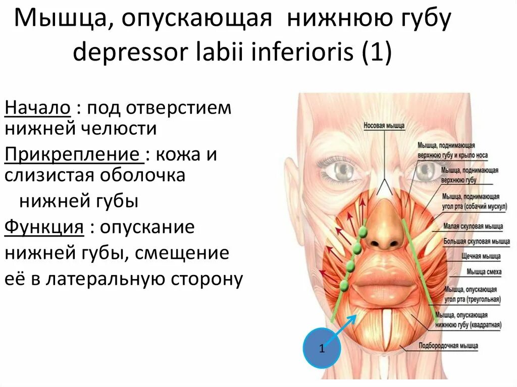 Поднимающая угол рта. Мышца опускающая нижнюю губу. Мышца опускающая угол рта. Мышца опускающая нижнюю губу анатомия. Мышца опускающая угол рта функции.