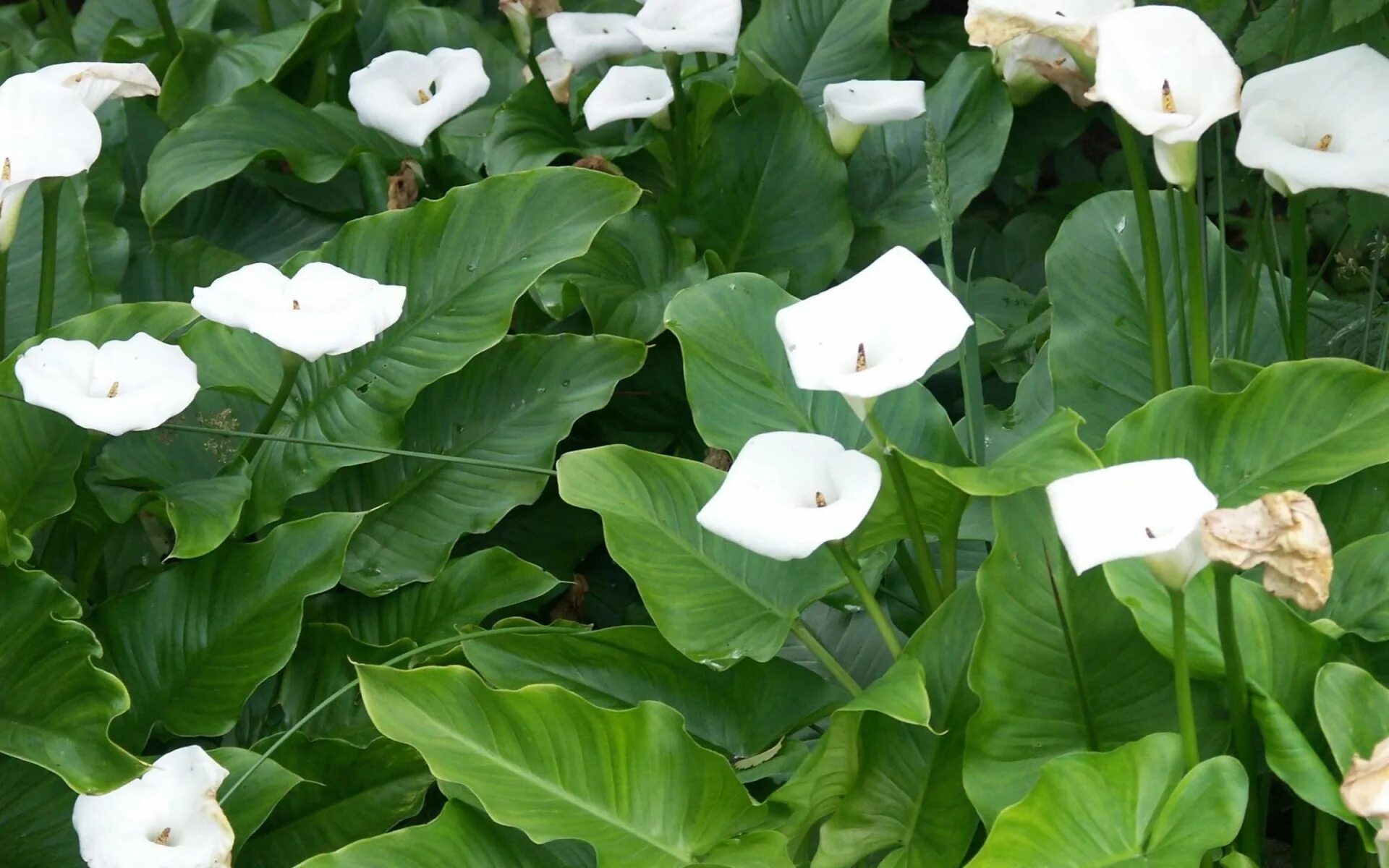 Низкое растение с белыми цветами. Калла белая корневищная. Белые каллы цветы. Калла цветок белая корневищная. Calla Lily цветок листья.