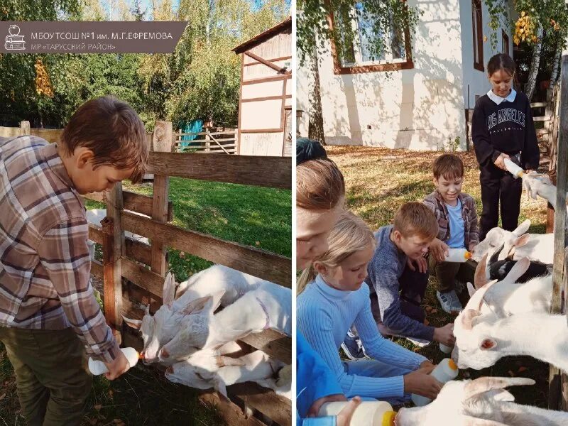 Ферма капри козы. Ферма капри. Ферма капри. Ферма альпак. Ферма альпаки в россии.