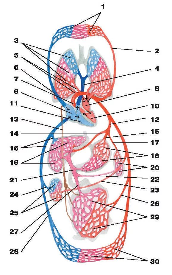 Большой и малый круги кровообращения у человека анатомия. Большой и малый круг кровообращения схема анатомия. Малый круг кровообращения схема анатомия. Большой круг и малый круг кровообращения схема. Малый круг кровообращения структуры
