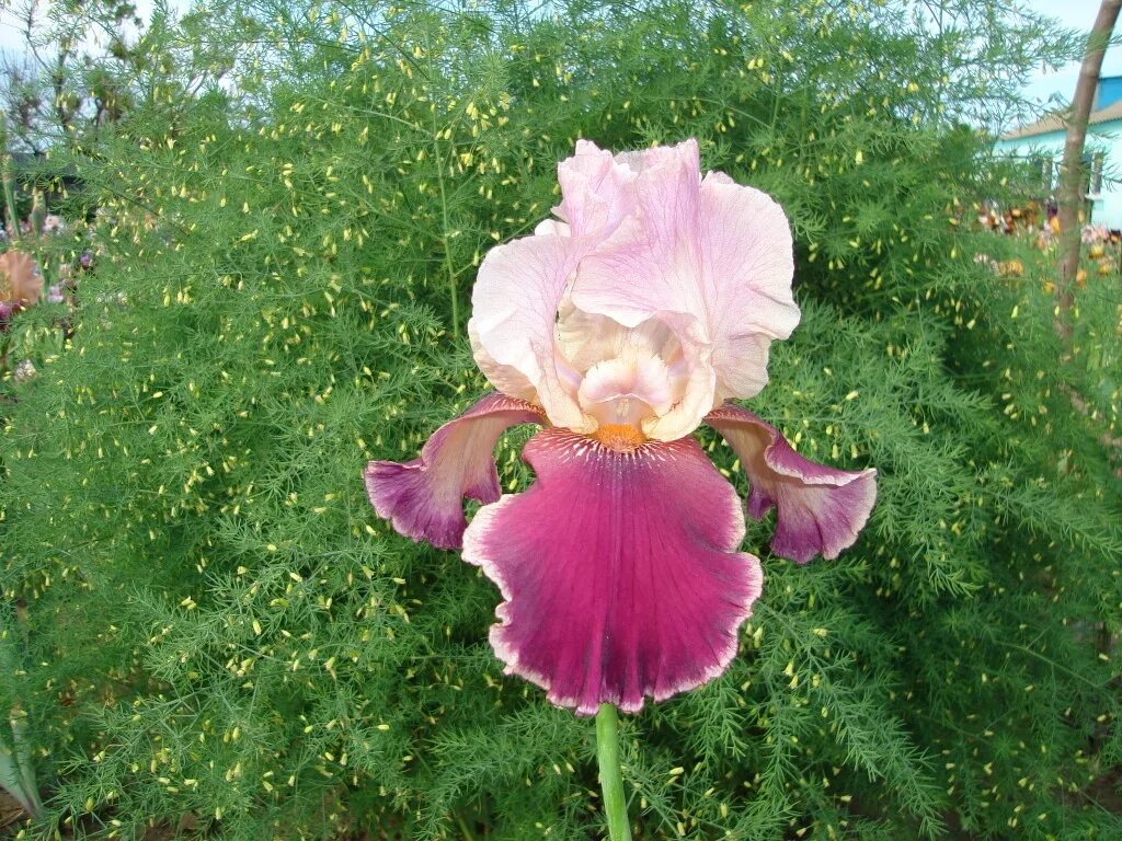 Ирисы бородатые розовые сорта. Ирис флорентийский. Эссенс 107 аромат. Ирис флорентина. Ирис розовый перец.
