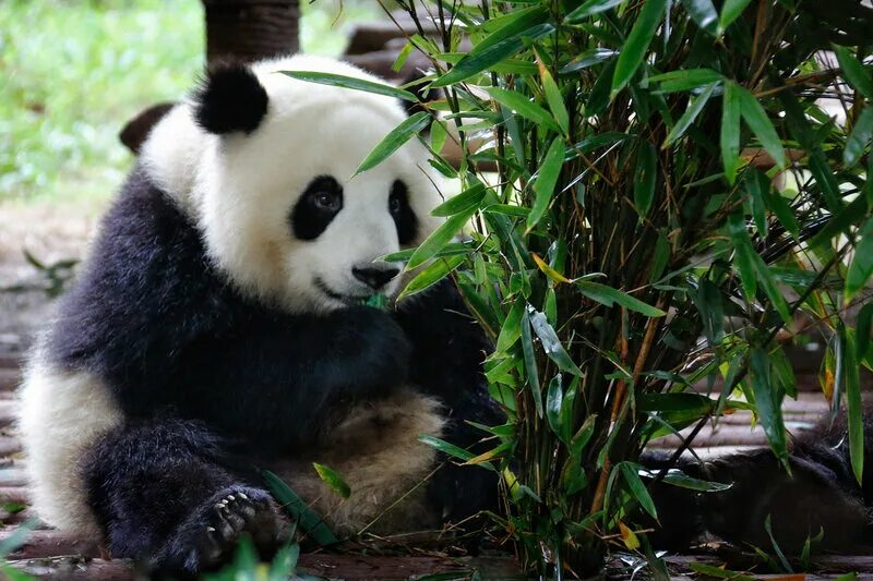 Родина панд. Заповедник панд в Чэнду. Заповедник панд в Китае. Чэнду Китай панды. Сычуань Чэнду панды.