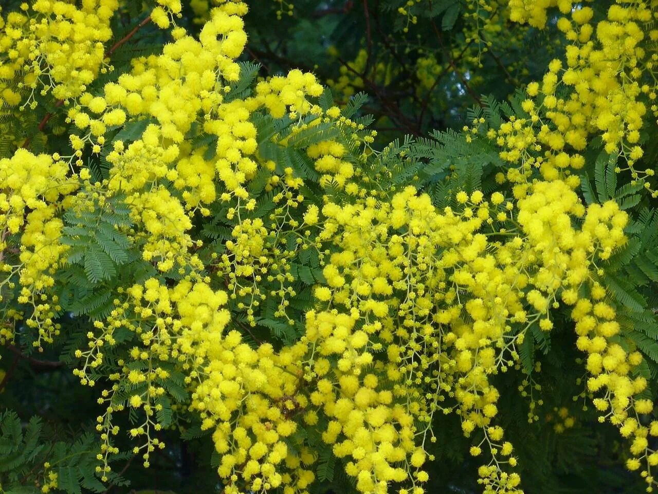 Mimosa in 2023 Plants, Mimosa, Outdoor plants