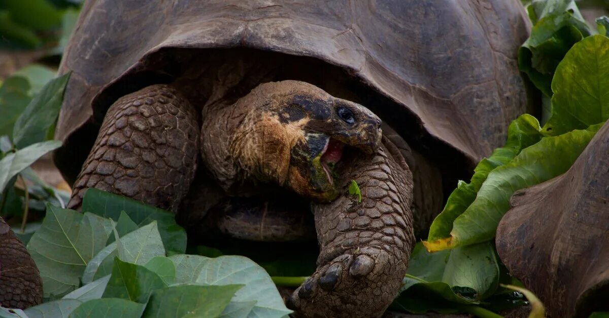 Галапагосская черепаха. Галапагос — Эквадор черепахи. Галапагосские черепахи что едят. Морская черепаха Галапагосские острова. Череп галапагосской черепахи