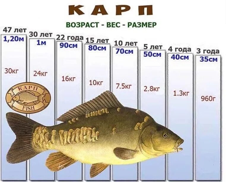 Возраст и вес карпа. Карп Размеры. Размер карася по возрасту. Рост карпа по годам. Какую рыбу можно до года