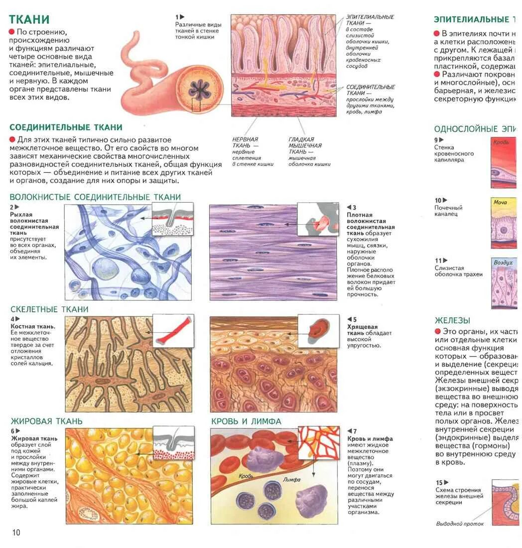 Соединительная ткань человека таблица. Ткани человека. Типы тканей человека. Ткани человека и их функции таблица с рисунками. Строение тканей человека.