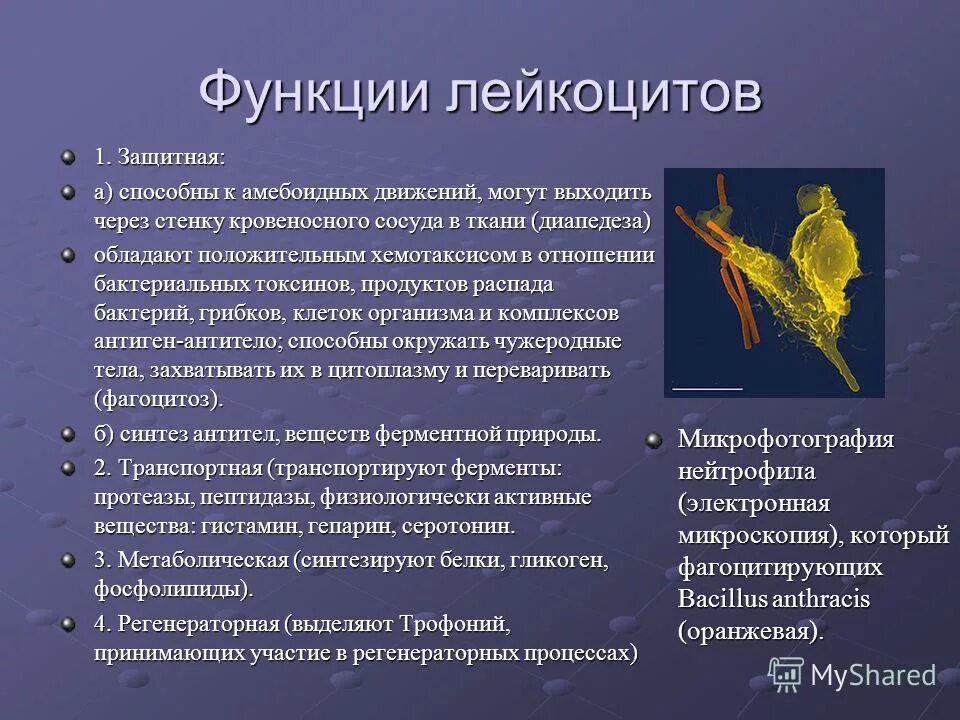 Способны к фагоцитозу амебоидному движению. Функции лейкоцитов. Защитная функция лейкоцитов. Функции всех лейкоцитов. Основная функция лейкоцитов.