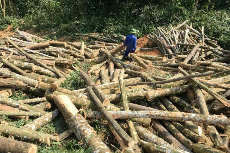 Logging persistent. Legal logging in cameroon.