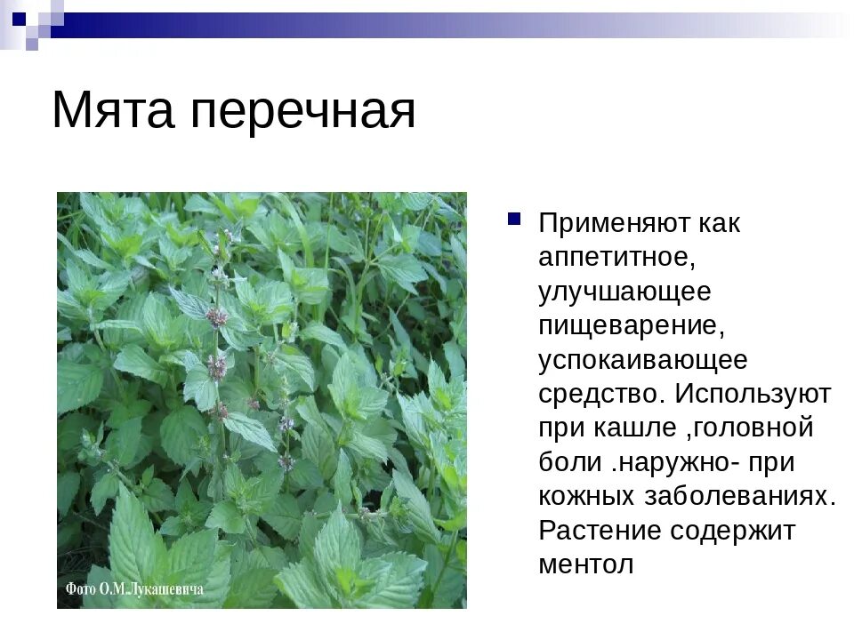 Растение краснодарского края 2 класс. Лечебные растения краснодарского края. лекарственные растения краснодарского края. лекарственные растения алтайского края. лекарственные травы краснодарского края.