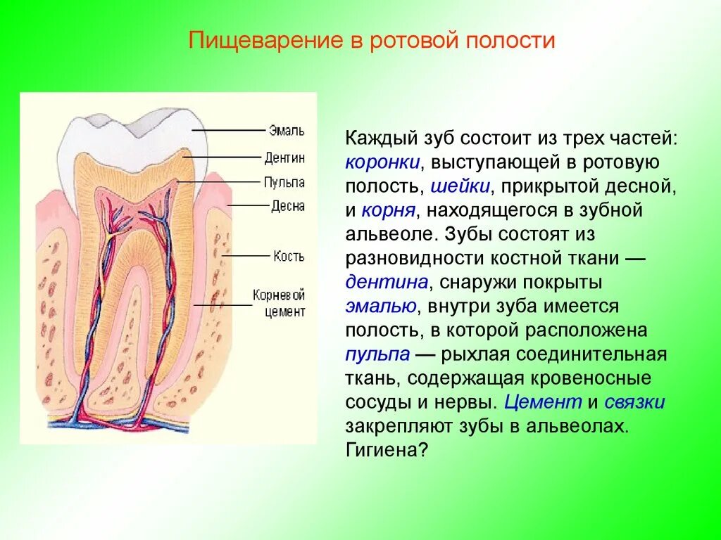 Описание полости рта. Строение ткани ротовой полости. Полость зуба состоит из. Пищеварение в ротовой полости. Строение ротовой полости зубы.