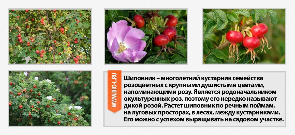 К какой группе относится шиповник. Шиповник описание. Жизненная форма растения шиповник коричный. Шиповник описание. Лекарственное растение ши.