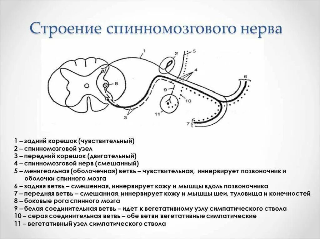 Структура спинномозгового нерва схема. Схема образования сплетений и спинномозговых нервов ветви. Схема формирования смешанного спинномозгового нерва.. Анатомические образования спинномозгового нерва.. Спинной мозг вегетативные функции