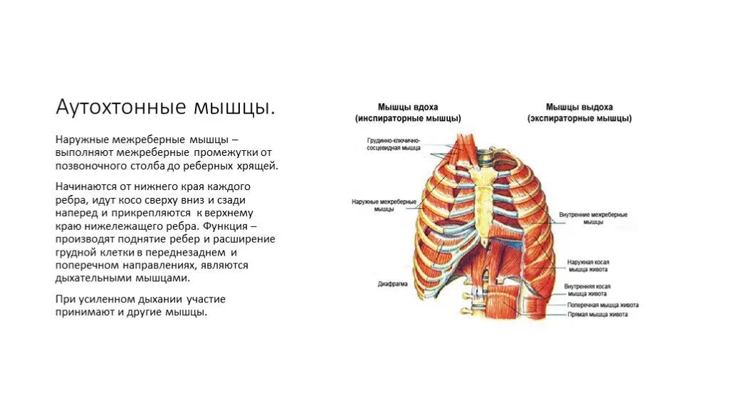 Собственные (Аутохтонные) мышцы груди. Аутохтонные мышцы грудной клетки. Аутохтонные мышцы туловища. Межреберные мышцы.