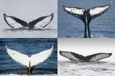 Whales Through a New Lens Hakai Magazine.