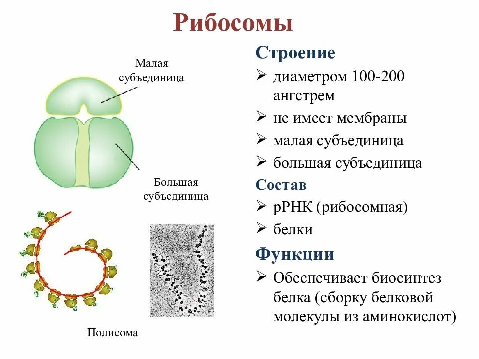 Рибосомы особенности строения и функции