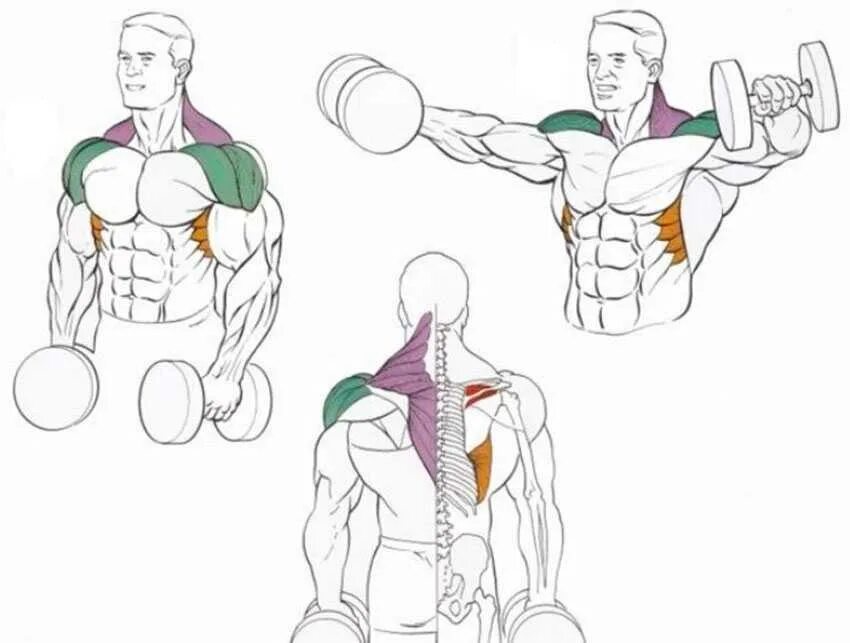 Домашние упражнения на плечи для мужчин. Разведение гантелей стоя мышцы. Махи с гантелями стоя на среднюю дельту. Упражнение разводка гантелей стоя. Упражнение на плечи с штангой Дельта.