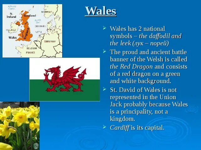 Цветочный символ уэльса. Символ уэльса. What is the national symbol of wales. What is the national symbol of scotland?. What is the national symbol of wales.